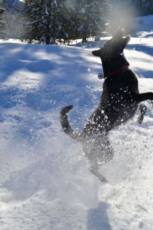 Bild 14: Ferienwohnung Kira, nur mit Hund im Allgäu. Haus Christl Cranz / Steibis