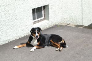 Bild 20: Ferienwohnung Köbi, nur mit Hund im Allgäu. Haus Christl Cranz Steibis