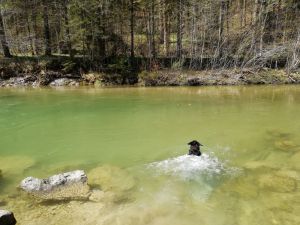 Bild 18: Ferienwohnung Köbi, nur mit Hund im Allgäu. Haus Christl Cranz Steibis