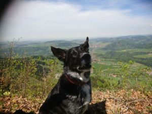 Bild 20: Ferienwohnung Paula, nur mit Hund, Haus Christl Cranz in Steibis im Allgäu