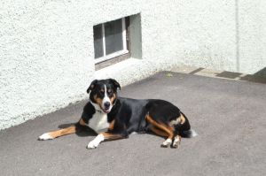 Bild 19: Ferienwohnung Paula, nur mit Hund, Haus Christl Cranz in Steibis im Allgäu