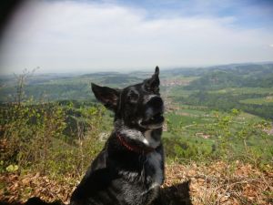Bild 9: Ferienwohnung Mika, nur mit Hund, Haus Christl Cranz in Steibis im Allgäu