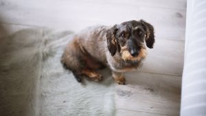 Bild 8: Ferienwohnung Quartier 23 in der Wasserstadt Nordhorn / Grafschaft Bentheim