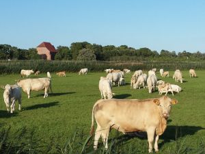 Bild 15: Landhaus am Teich - Ferienhaus türkis - Saaler Bodden - Ostsee