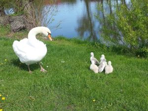 Bild 14: Landhaus am Teich - Ferienhaus türkis - Saaler Bodden - Ostsee