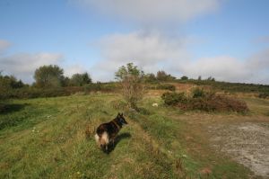 Bild 14: F116w Haus Sandrine - Ferienhäuschen am Strand! Hunde sind willkommen