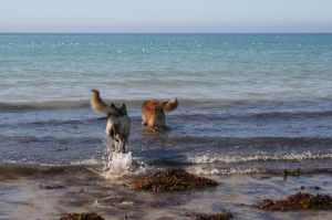 Bild 16: F116w Haus Sandrine - Ferienhäuschen am Strand! Hunde sind willkommen