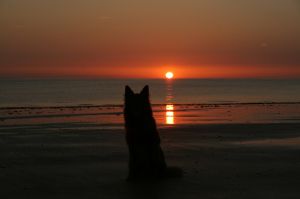 Bild 18: F116w Haus Sandrine - Ferienhäuschen am Strand! Hunde sind willkommen