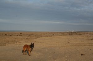 Bild 19: F116w Haus Sandrine - Ferienhäuschen am Strand! Hunde sind willkommen