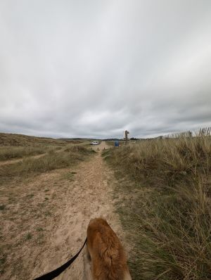 Weg vom Strand zum Haus - Bild 11: F116w Haus Sandrine - Ferienhäuschen am Strand! Hunde sind willkommen