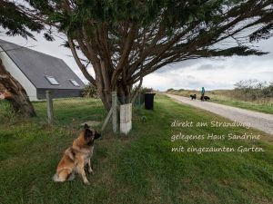 Ferienhaus direkt an den Dünen gelegen - Bild 1: F116w Haus Sandrine - Ferienhäuschen am Strand! Hunde sind willkommen