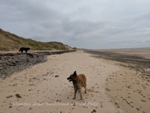 Bild 10: F116w Haus Sandrine - Ferienhäuschen am Strand! Hunde sind willkommen
