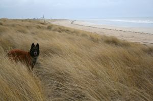 Bild 12: F116d Ferienhaus "Fanny" am Strand mit eingezäunten Garten in der Normandie