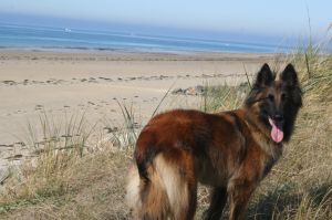 Bild 14: F116d Ferienhaus "Fanny" am Strand mit eingezäunten Garten in der Normandie