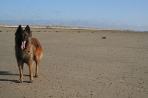 Bild 23: F116e Sonne, Strand und Meer! Hunde willkommen! Ferienhaus Valerie