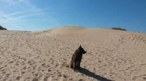 Bild 18: F116e Sonne, Strand und Meer! Hunde willkommen! Ferienhaus Valerie