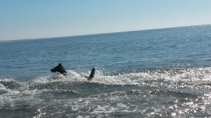 Bild 20: F116e Sonne, Strand und Meer! Hunde willkommen! Ferienhaus Valerie