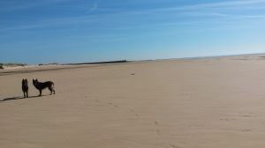 Bild 21: F116e Sonne, Strand und Meer! Hunde willkommen! Ferienhaus Valerie