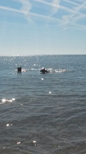 Bild 19: F116e Sonne, Strand und Meer! Hunde willkommen! Ferienhaus Valerie