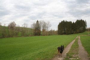 Bild 12: Ferienhaus "Conny" mit Sauna und komplett eingezäunten Garten