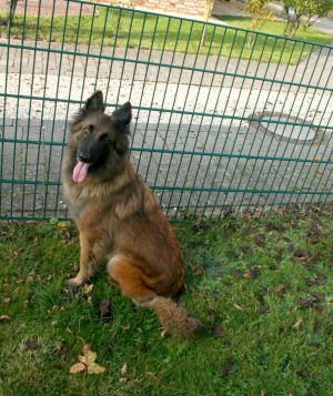 Bild 9: Nordsee-Ferienhaus "BellaNorda" mit eingezäunten Garten. Hunde willkommen