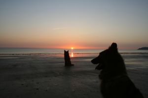 Bild 22: F115b Haus am kilometerlangen Strand. Hunde willkommen! Eingez. Garten