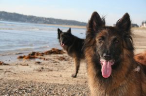 Bild 14: F115b Haus am kilometerlangen Strand. Hunde willkommen! Eingez. Garten