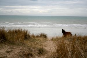 Bild 18: F115b Haus am kilometerlangen Strand. Hunde willkommen! Eingez. Garten