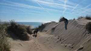 Bild 19: F115b Haus am kilometerlangen Strand. Hunde willkommen! Eingez. Garten