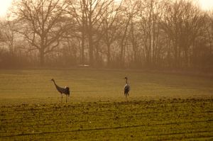 Vom Ferienhäuschen aus können viele Wildtiere beobachtet werden, bspw. befindet sich das Kranichpaar fast ganzjährig am Haus. - Bild 22: Urlaub mit Hund in Ostseenähe - komplett eingezäunter Garten
