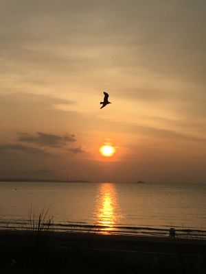 Mit ca. 12 Autominuten ist man schnell am Strand. Bild vom Juli 2021, 5.36 Uhr. - Bild 28: Urlaub mit Hund in Ostseenähe - komplett eingezäunter Garten