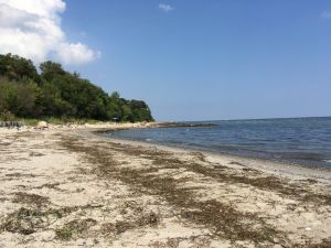 Auch zur Hauptsaison kann man ungestört am Strand sein. Die Lübecker-Bucht hat viele zauberhafte Wildstrände mit glasklarem Wasser. Bild vom August 2022. - Bild 26: Urlaub mit Hund in Ostseenähe - komplett eingezäunter Garten