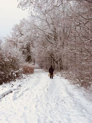 Bild 23: Urlaub mit Hund in Ostseenähe - komplett eingezäunter Garten