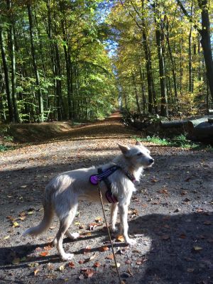 Waldwege befindet sich direkt am Ferienhaus, in dem ungestört spazieren gegangen werden kann. - Bild 24: Urlaub mit Hund in Ostseenähe - komplett eingezäunter Garten