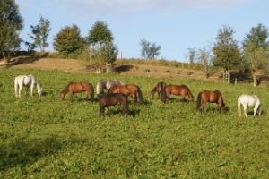 Bild 14: Ferienhaus Moser im Ötscherland