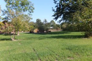 Bild 13: Ferienhaus Große Waldkate, 4 Hunde, Garten eingezäunt, Ostsee/Schlei