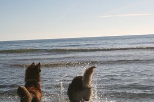Bild 13: F116k herrlich gelegenes Ferienhaus Turi mit eingezäunten Garten