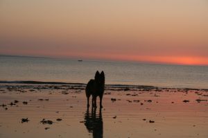Bild 15: F116k herrlich gelegenes Ferienhaus Turi mit eingezäunten Garten