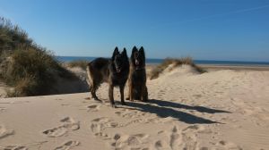 Bild 17: F116k herrlich gelegenes Ferienhaus Turi mit eingezäunten Garten