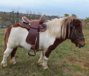 Bild 22: Wellness-, Wander- und Familienurlaub im aufwendig renovierten Landhaus