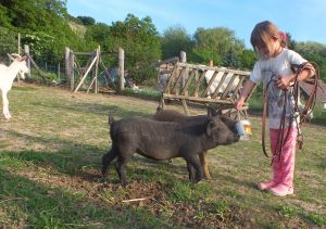 Bild 23: Wellness-, Wander- und Familienurlaub im aufwendig renovierten Landhaus