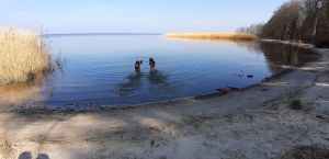 Bild 15: P104a Ferienhaus Mikosch mit eingezäunten Garten fußläufig zum Wasser