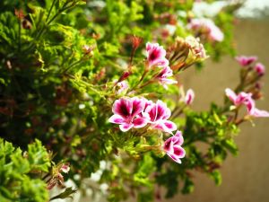 Bild 6: Schöner Urlaub auf Casa Fortuna, Mont-roig Bahia, Tarragona, Costa Dorada