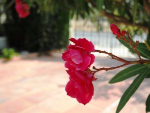 Bild 5: Schöner Urlaub auf Casa Fortuna, Mont-roig Bahia, Tarragona, Costa Dorada