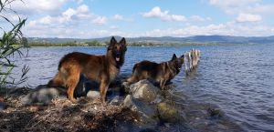 Bild 15: alleinstehendes Chalet DIREKT am Bolsenasee mit eingezäunten Garten