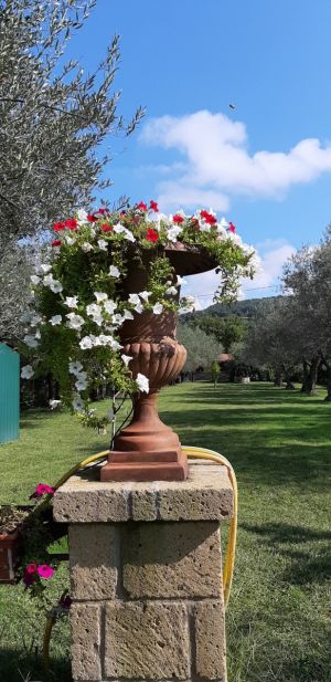 Bild 8: alleinstehendes Chalet DIREKT am Bolsenasee mit eingezäunten Garten