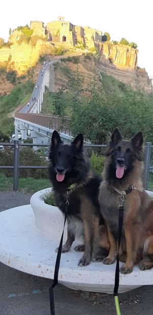 Bild 12: alleinstehendes Chalet DIREKT am Bolsenasee mit eingezäunten Garten