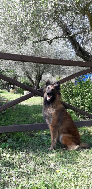 Bild 9: alleinstehendes Chalet DIREKT am Bolsenasee mit eingezäunten Garten