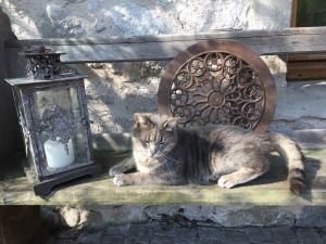 Bild 12: Urlaub auf den Bauernhof in den Vogesen