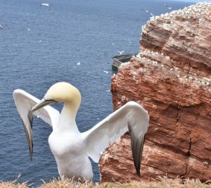 Ein Tagesausflug nach Helgoland lohnt sich auf jeden Fall. Eine Schiffahrt mit der Funny Lady oder der Lady von Büsum nach Helgoland ist schon ein Erlebnis und die roten Felsen mit ihren dort lebenden Vögeln ist spektakulär. - Bild 24: Schönes Ferienhaus m. großem, eingezäunten Garten Stinteck / Büsum Nordsee
